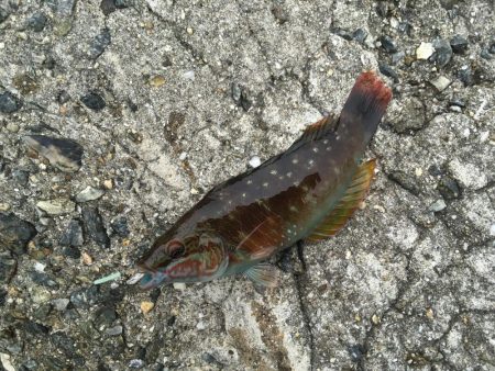 ちっちゃいけど良く釣れるよ！